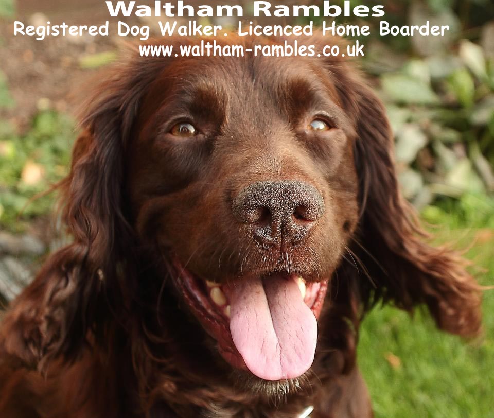 Rambles sales pet care